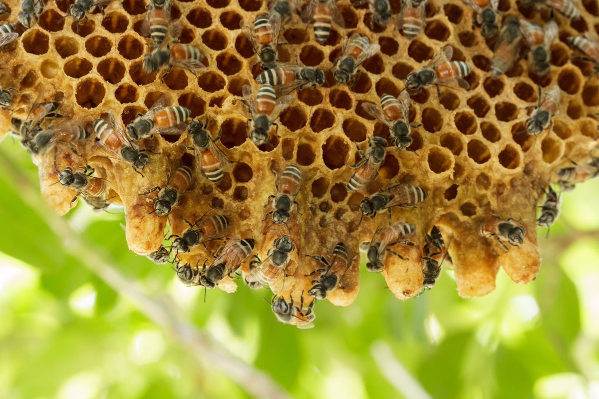 How to Keep Bees Away From Outdoor Seating Areas Naturally