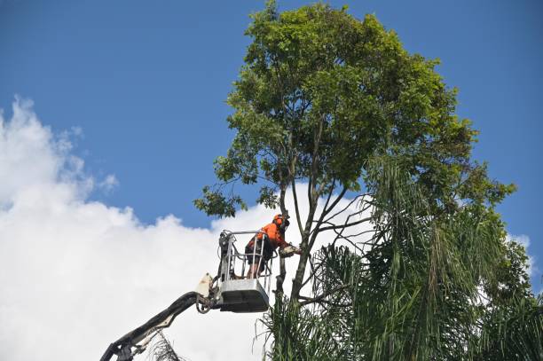 tree removal birmingham michigan