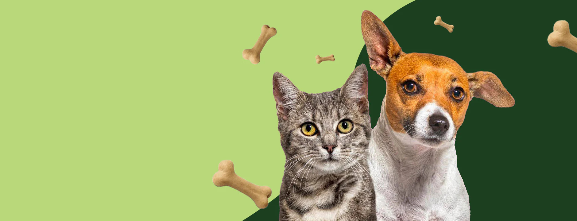 Cat Couch Pawzation