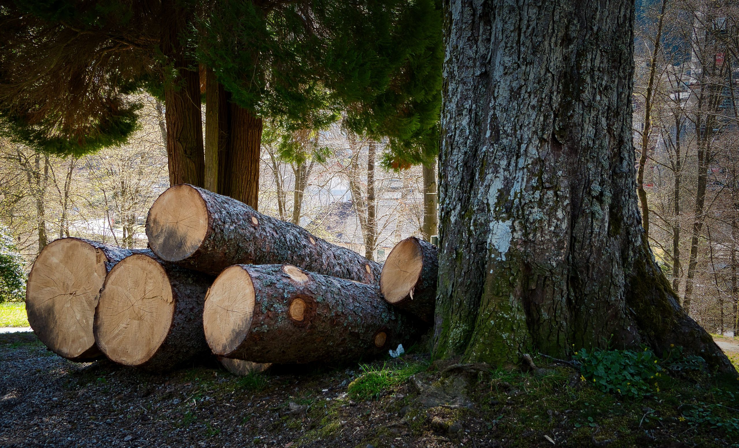 Affordable Tree Felling Blackpool