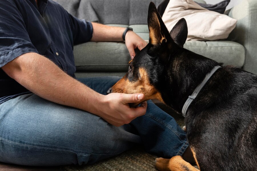 Fenbendazole for Animal Use Uses, Dosage & Safety Guide